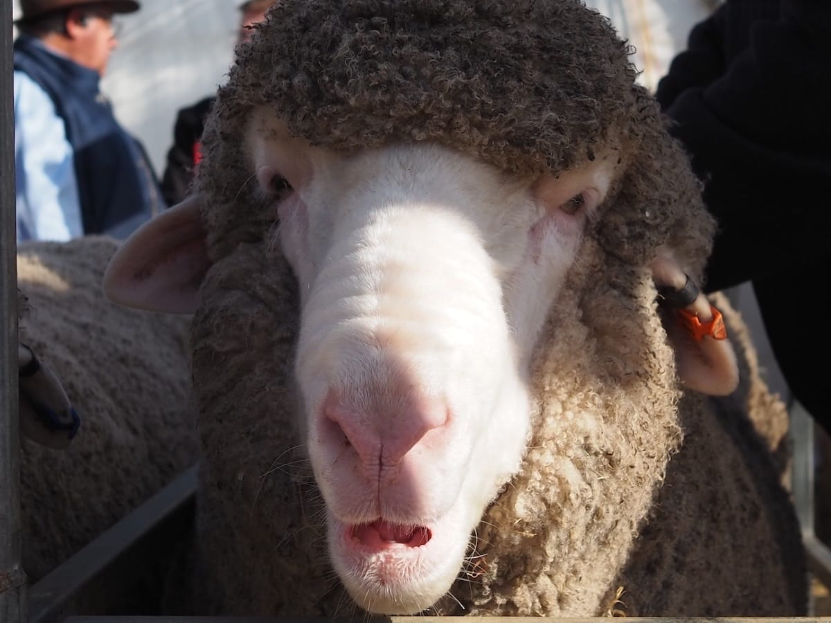 Sheep show