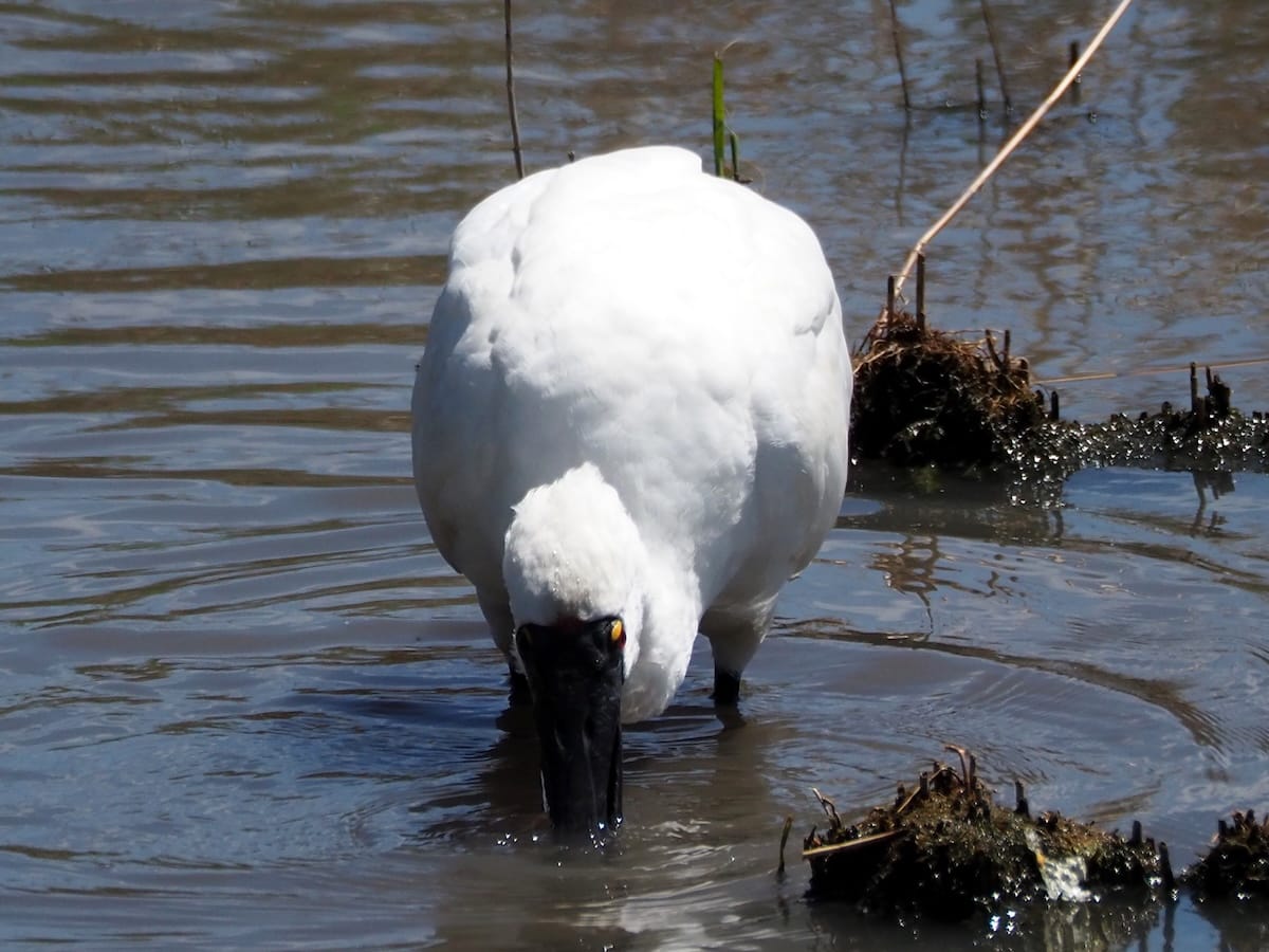 A royal spoonbill slurping around in a creek