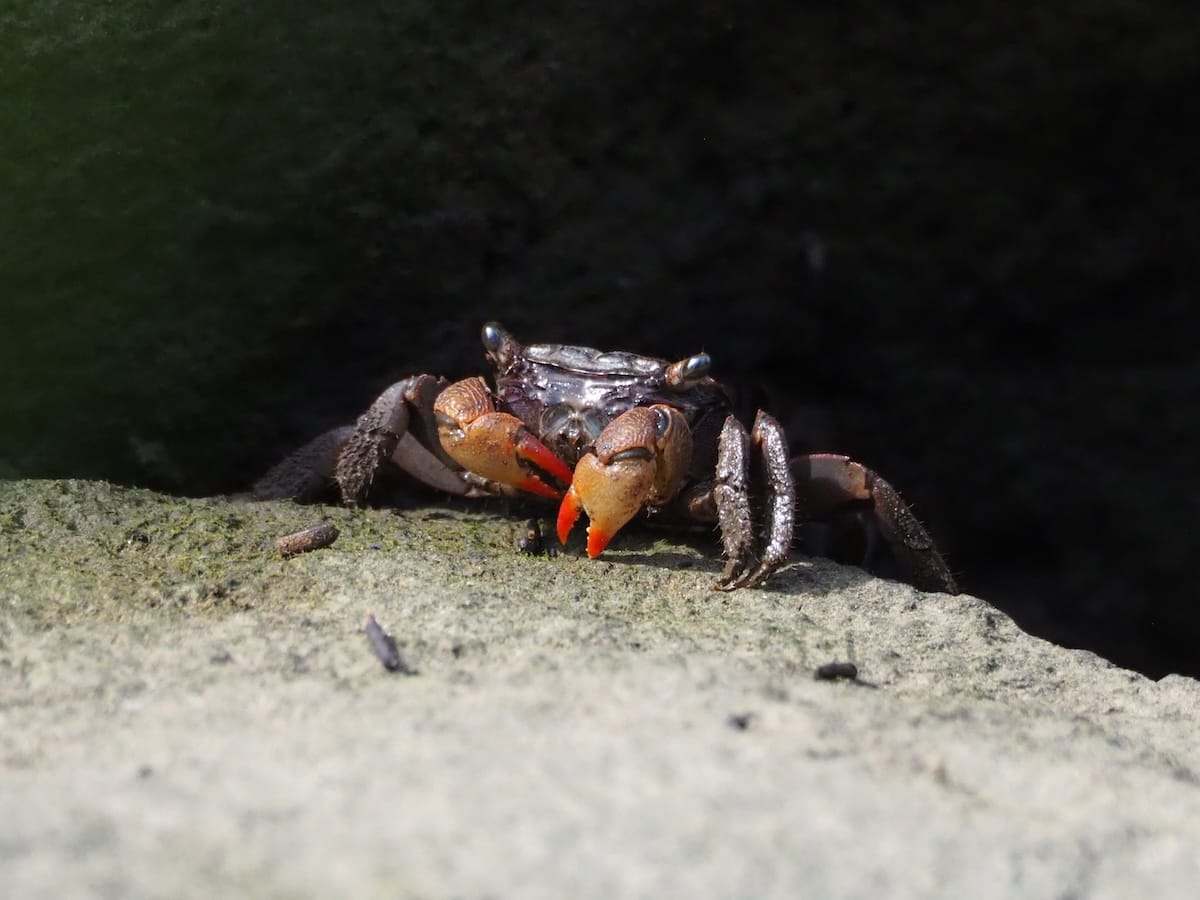 A male semaphore crab on a rock.