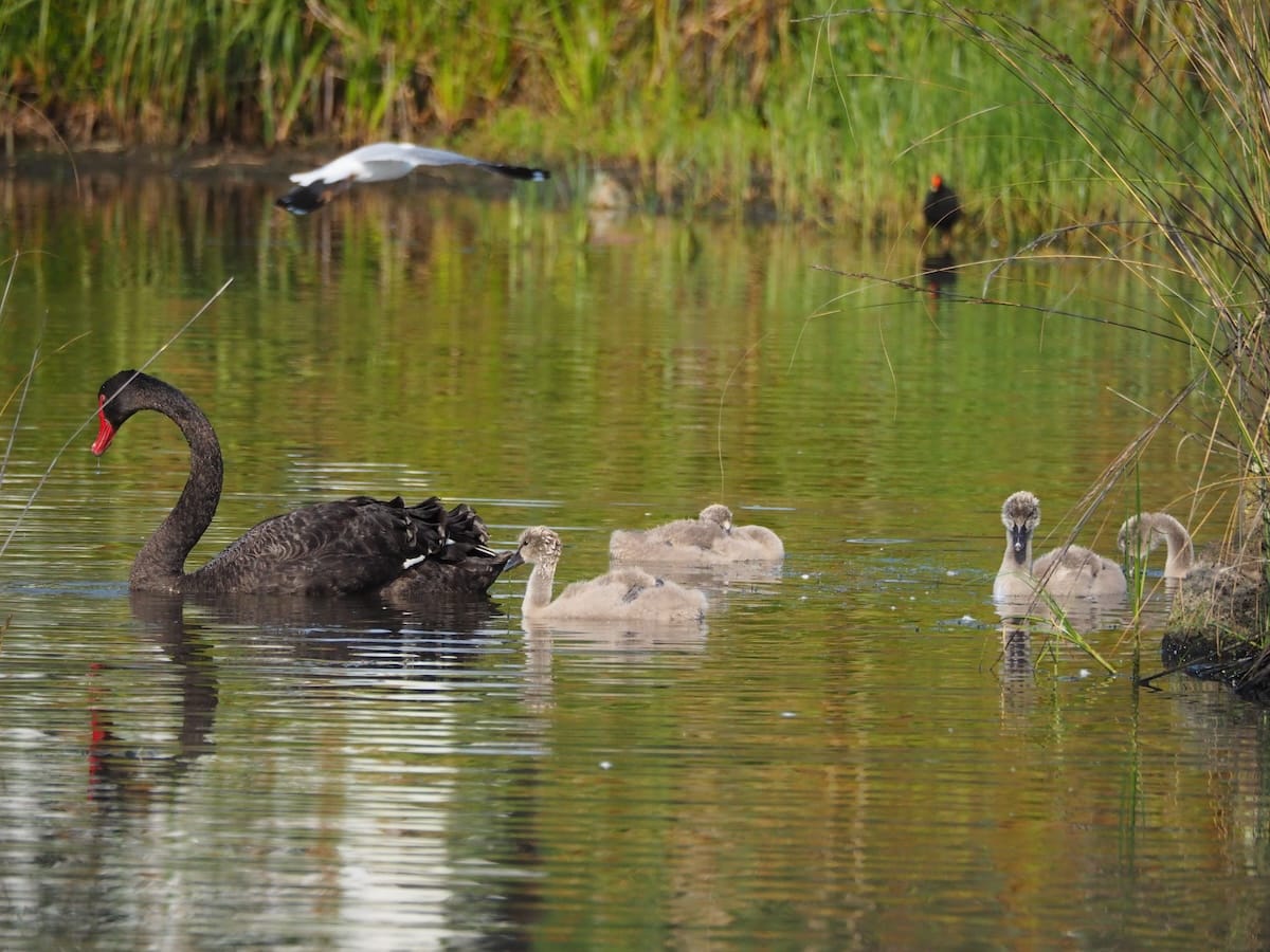 A black swan and four cygnets