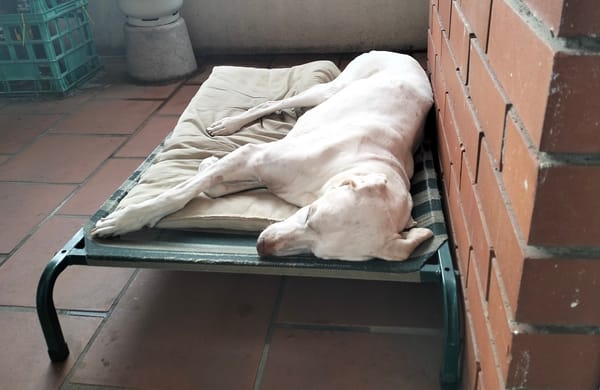 A skinny white dog with brown spots, fast asleep.