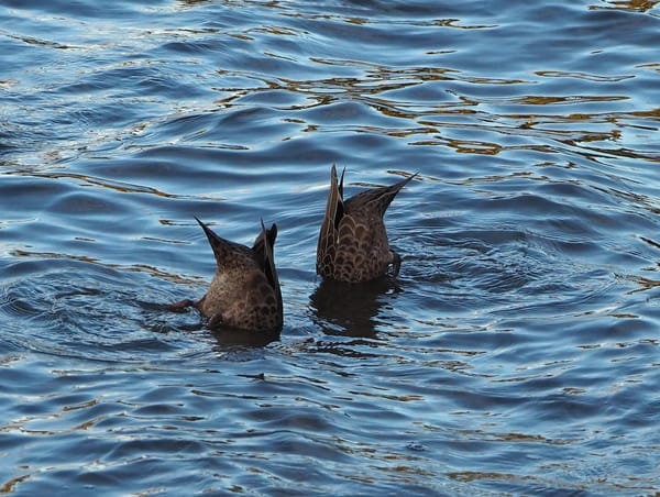 Two Pacific black ducks diving, with only their rear ends above water.