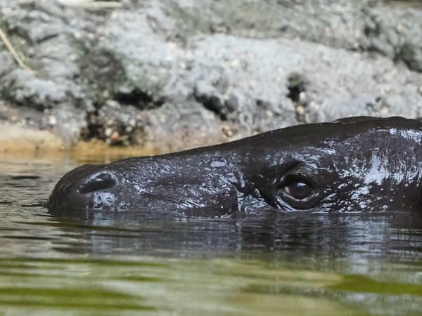 Pygmy hippo, its head just above the waterline