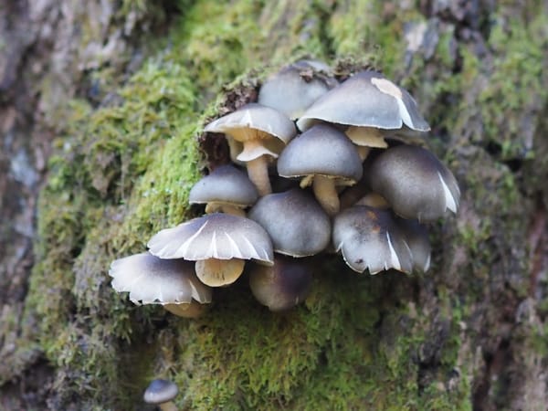 A cluster of grey mushrooms on the trunk of a moss-covered tree