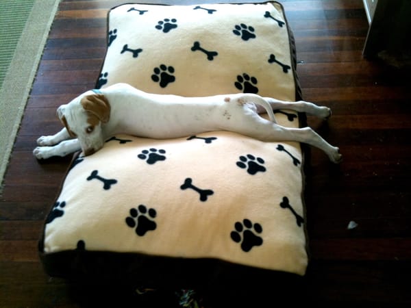 A puppy lying on a dog bed and giving side-eye