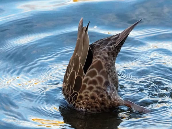 A duck diving for goodies