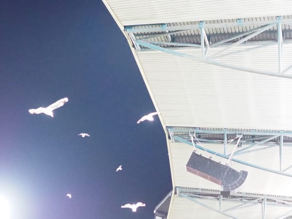 seagulls flying around the upper stands at the MCG