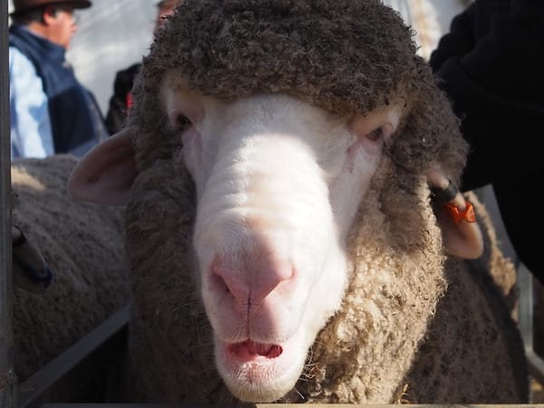 A merino sheep (or ram, I can't remember) with its mouth open.