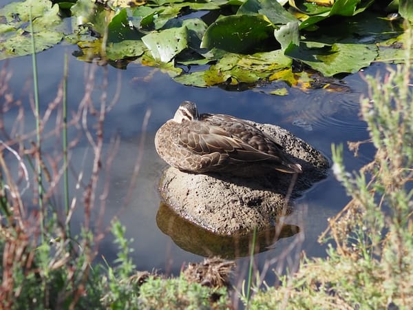 A duck pretending to sleep on a rock
