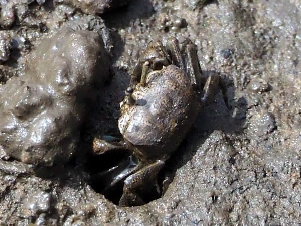 A very small crab on a muddy river bank.