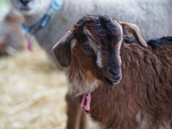 A brown baby goat.