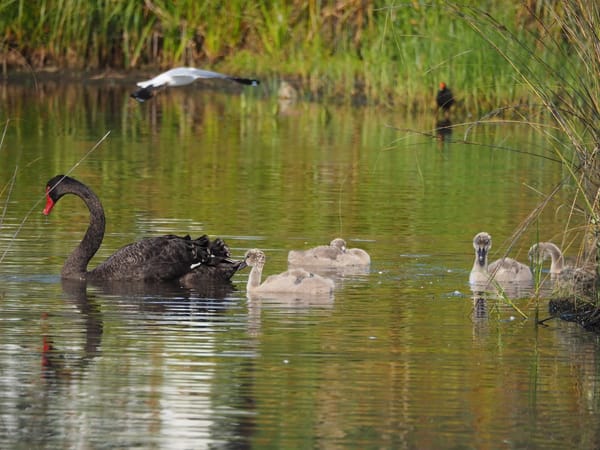 A black swan and four cygnets